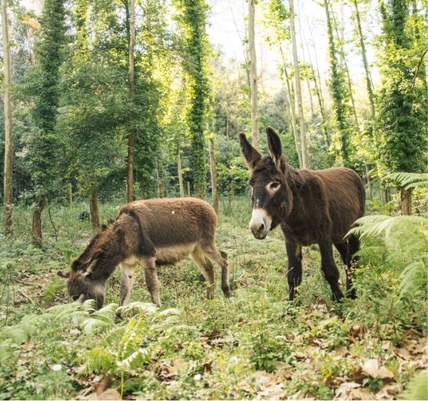 Burros de pastura en el bosque de la finca