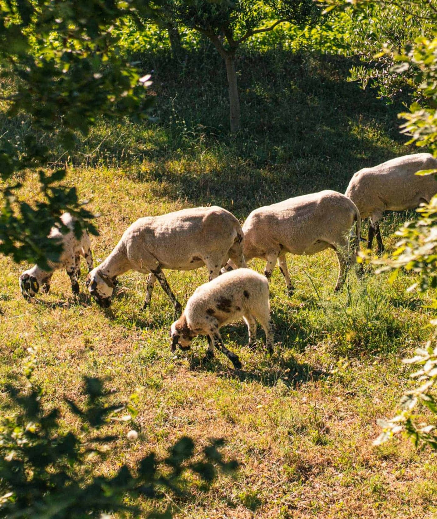 Ovejas pastando en la finca y abonando el suelo