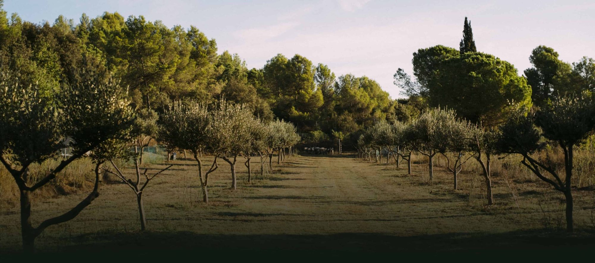 Olivar 100% Arbequina de Mas Climent con cubierta vegetal
