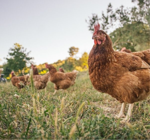 Gallinas en libertad limpiando y abonando la parcela